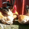 Black Tailed Buff Japanese Bantam Chickens