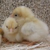 Black Tailed Buff Japanese Bantam Chick