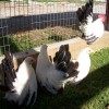 Black Tailed White Japanese Bantam Chickens