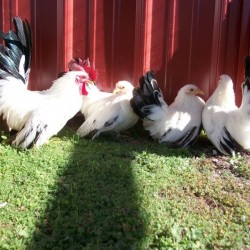 Black Tailed White Japanese Bantam Chickens