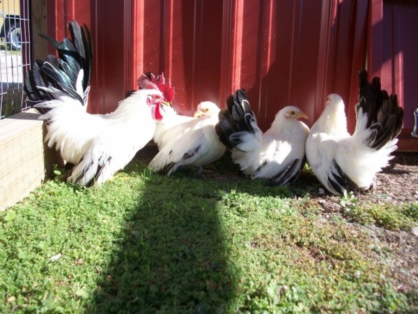 Black Tailed White Japanese Bantam Chickens