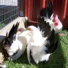 Black Tailed White Japanese Bantam Chickens