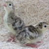 Two Bronze Turkey chicks standing in aspen shavings