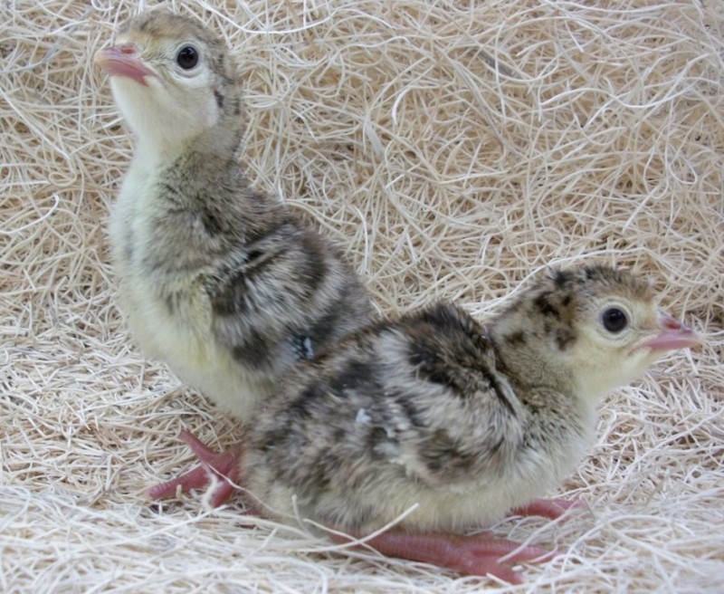 Bronze Broad Breasted Turkey Poults (Unsexed)