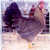 Brown Leghorn Chicken