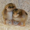 Brown Leghorn Chicks