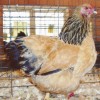 Buff Brahma Bantam Chicken