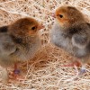 Buff Brahma Chicks