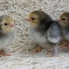 Buff Brahma Bantam Chicks