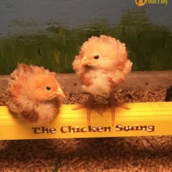 Chickens sitting on The Chicken Swing