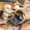 Brown Egg Layers Baby Chicks