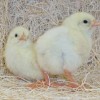 Jumbo Cornish Cross Chicks