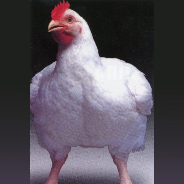 Jumbo Cornish Cross Chicken