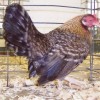 Crele Old English Bantam Chicken