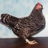 Dominique Bantam