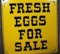 Printed sign with the words Fresh Eggs For Sale