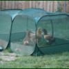 Peck n Play