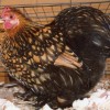 Golden Laced Cochin Bantam