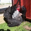 Gray Japanese Bantam Chickens