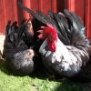 Gray Japanese Bantam Chickens