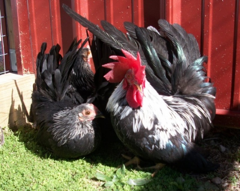 Gray Japanese Bantam Day-Old Chicks | Chickens For Backyards