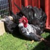 Gray Japanese Bantam Chickens