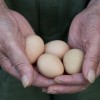 Person holding four eggs in the palm of their hands