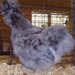 Splash Silkie Bantam Chickens