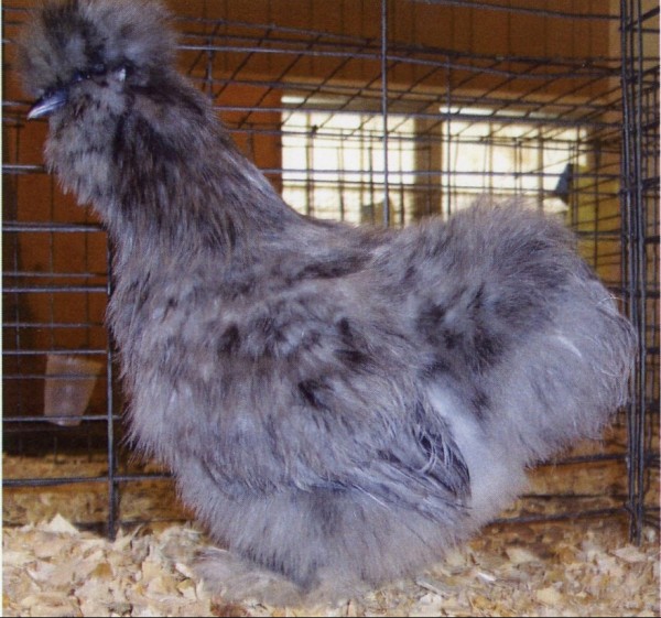 Splash Silkie Bantam Chickens