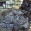 Blue Silkie Bantam inside of a cage