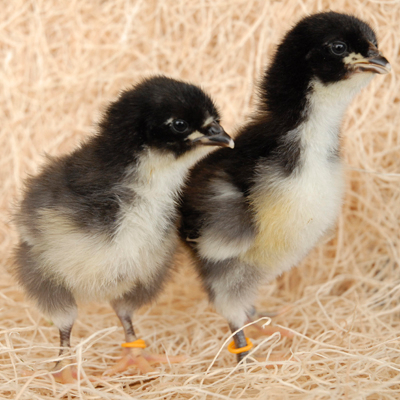 black jersey giant chickens for sale