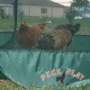 Peck n Play