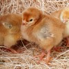 baby chicks