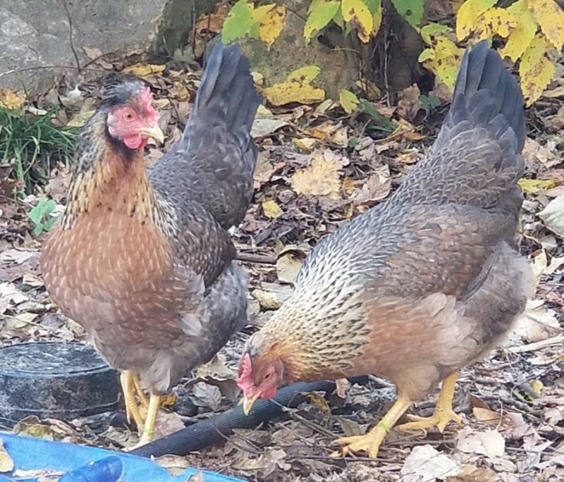Olive Egger Baby Chicks for Sale Chickens For Backyards