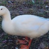 White Pekin