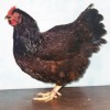 Rhode Island Red Bantam Chicken