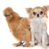 Buff Silkie Bantam Chicken with dog