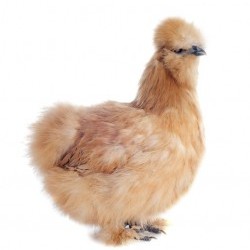 Buff Silkie Bantam