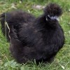 Black Silkie Bantam Chicken