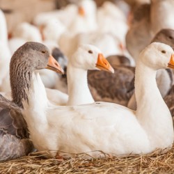 Hatchery Choice Assorted Geese