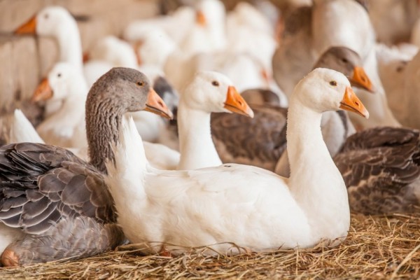 Hatchery Choice Assorted Geese