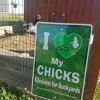 I Love My Chickens Sign
