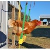 The Chicken Swing