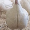 White Broad Breasted Turkey