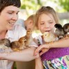 Baby Chicks