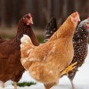 Chickens walking thru the snow