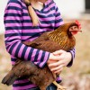 Girl Holding Welsummer Chicken
