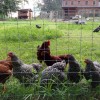 Chickens fenced in