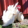 White Japanese Bantam Chickens