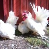 White Japanese Bantam